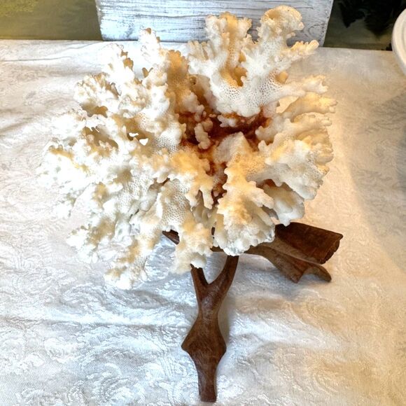 Stunning piece of large white coral with wooden stand must see - Picture 1 of 7